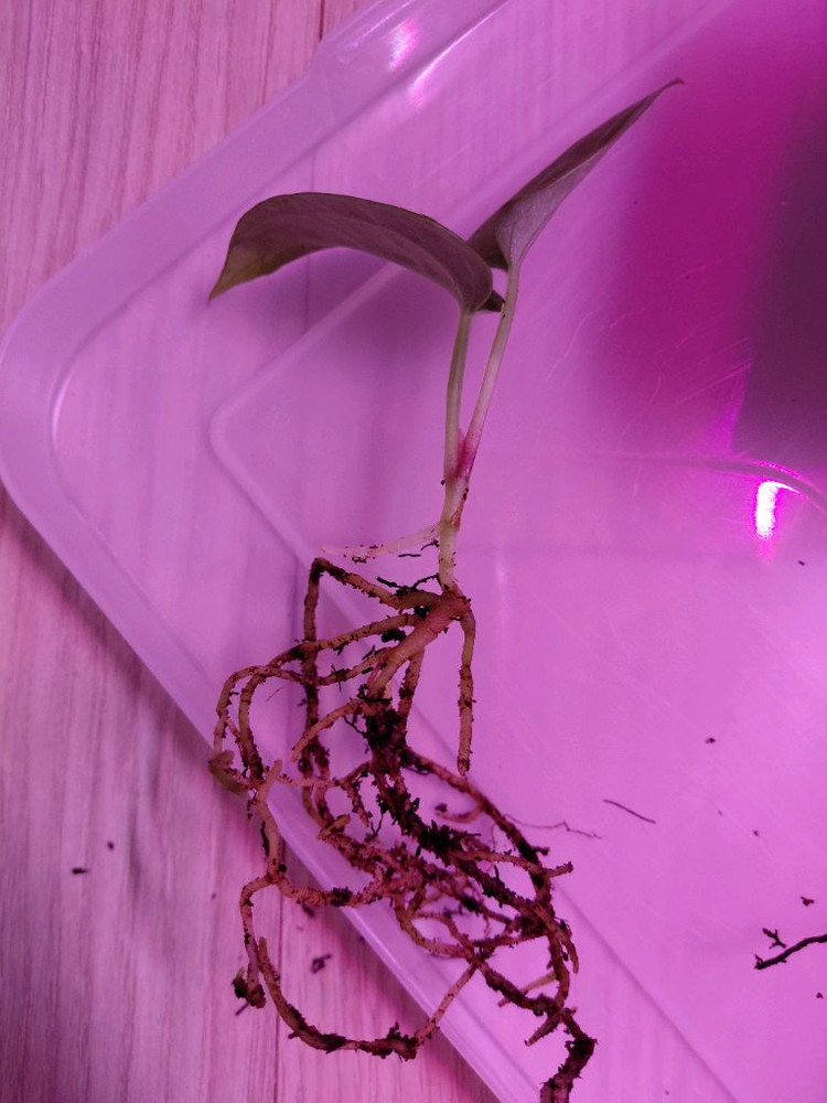 안스리움 파필리라미넘 엑스원 offset--1