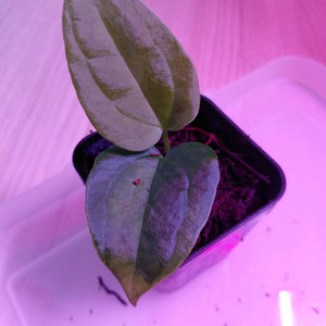 안스리움 파필리라미넘 엑스원 offset