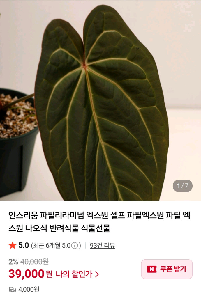 안스리움 파필리라미넘 엑스원 offset--2