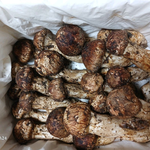 자연산 송이버섯 이미지