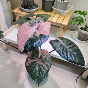 알로카시아 세렌디피티바리에가타