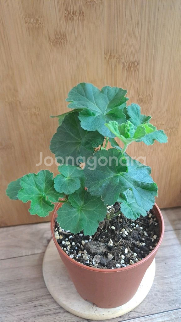 메들레종2 러시아 제라늄 중품--0