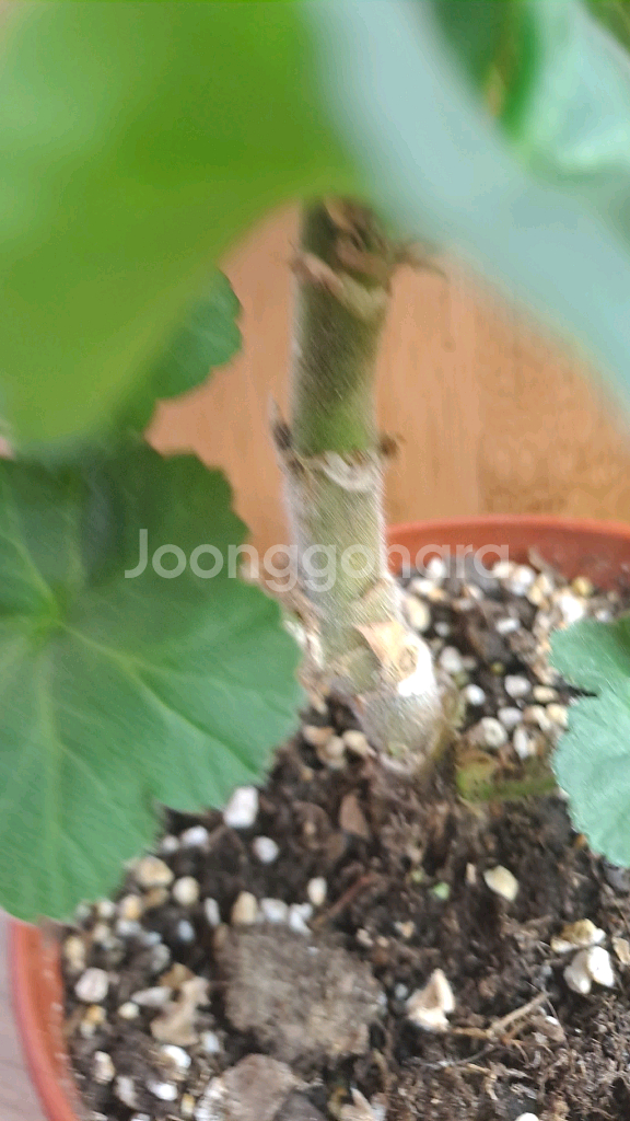 메들레종2 러시아 제라늄 중품--2