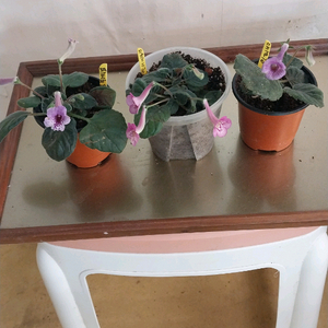 신닌기아 3종
