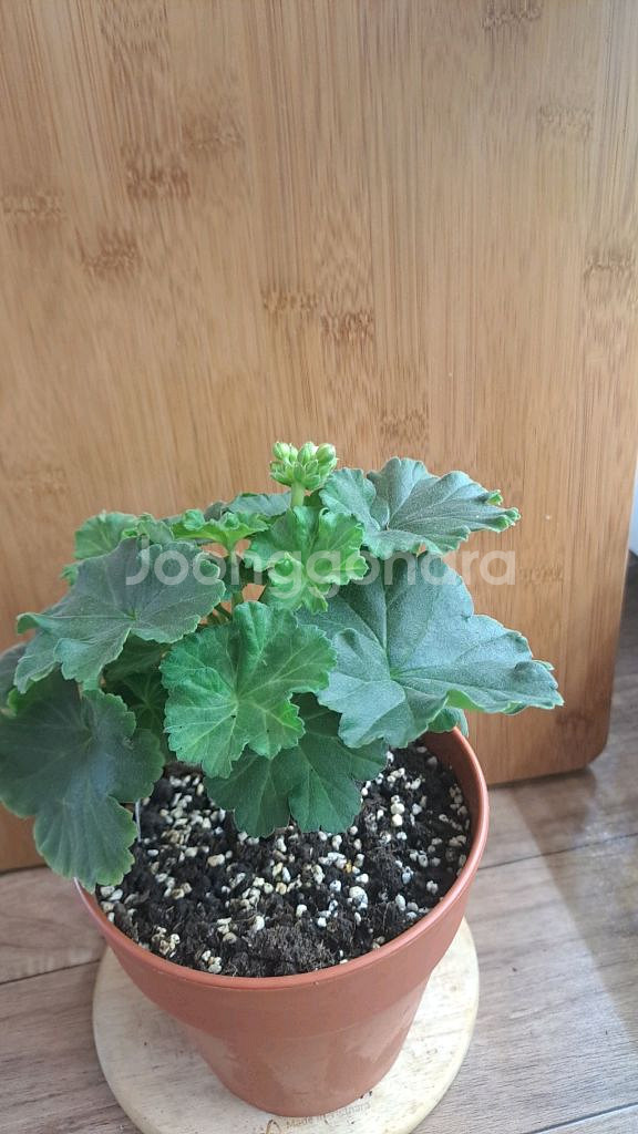 안나카레리나 러시아 제라늄 중품--1