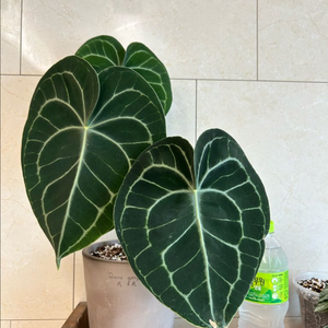 안스리움 클라리네비움 다크폼