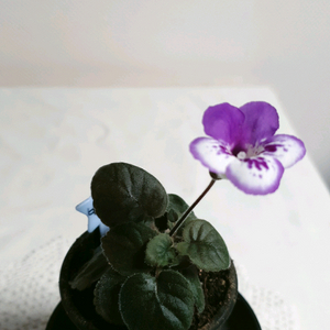 네이트 ㅡ 미니신닌기아