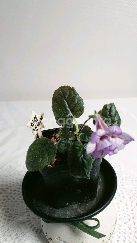 라임앤베리 ㅡ 미니신닌기아--3