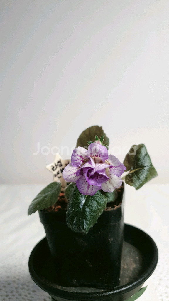 라임앤베리 ㅡ 미니신닌기아--2