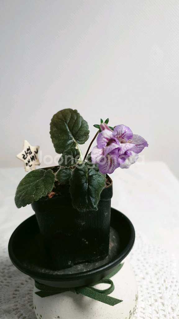 라임앤베리 ㅡ 미니신닌기아--1