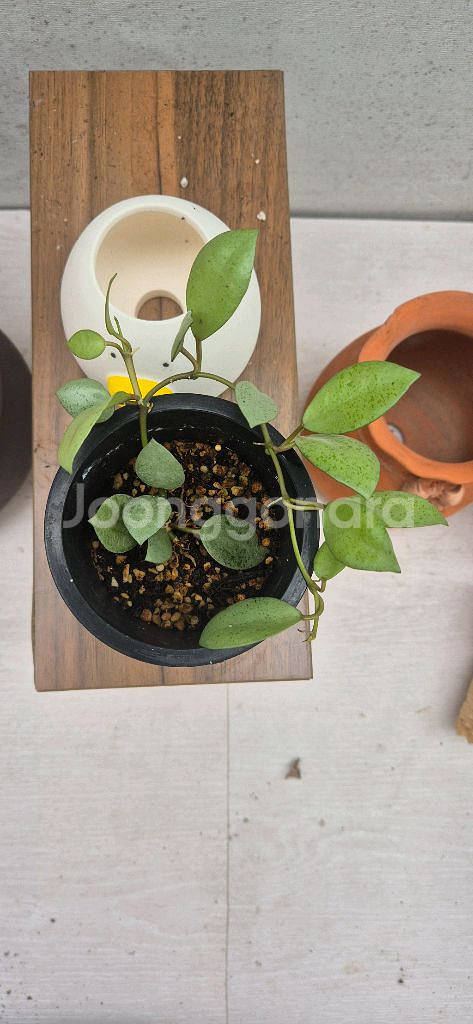 호야민트코인--0