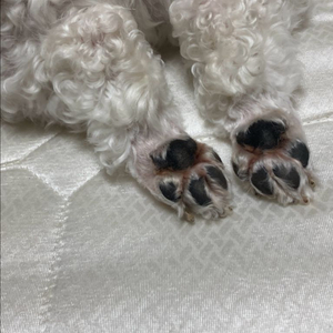 엘리코 케틀벨 삽니다