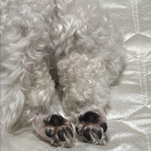 REP . 매트케이지 트랩바 삽니다