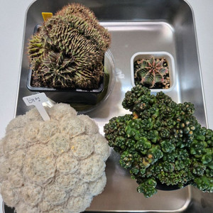 선인장 모음 4종