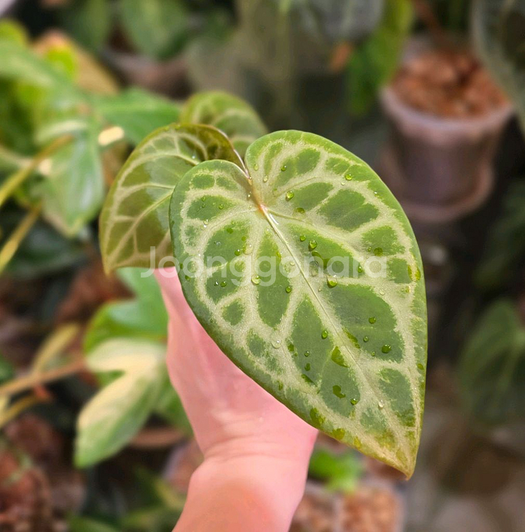 안스리움 블루크리스탈리넘--1