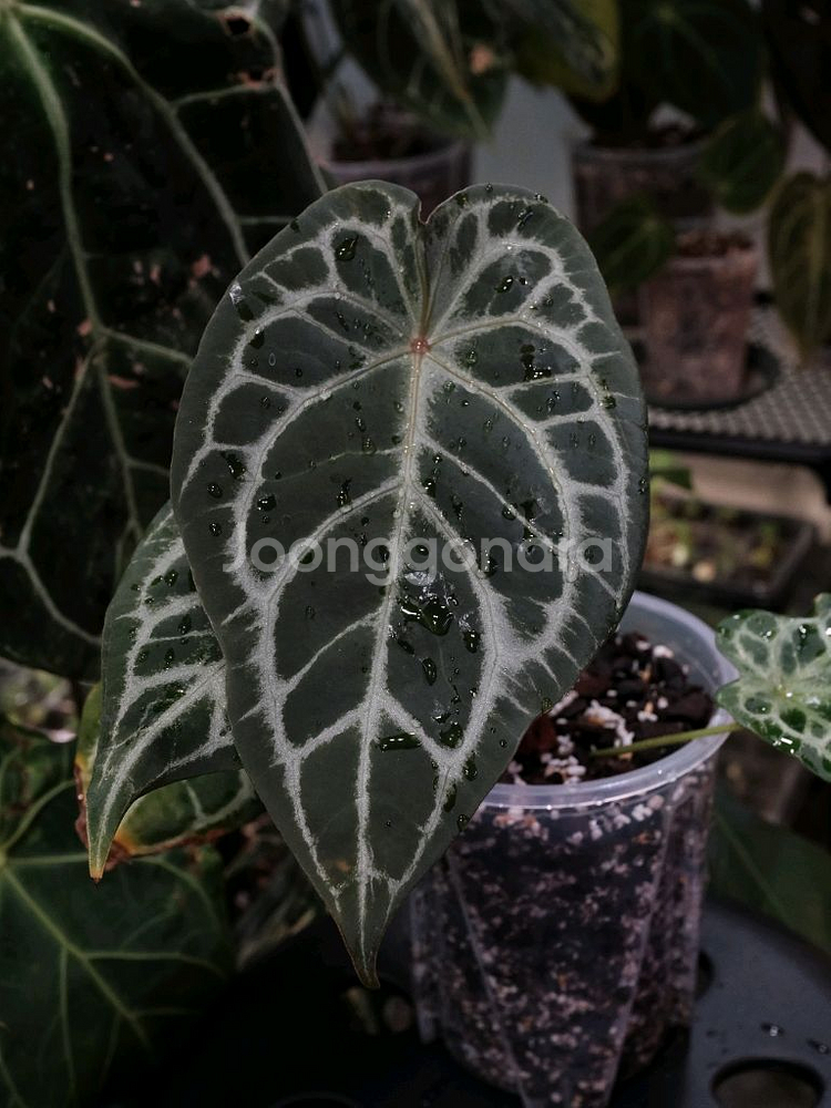 안스리움 블루크리스탈리넘--2