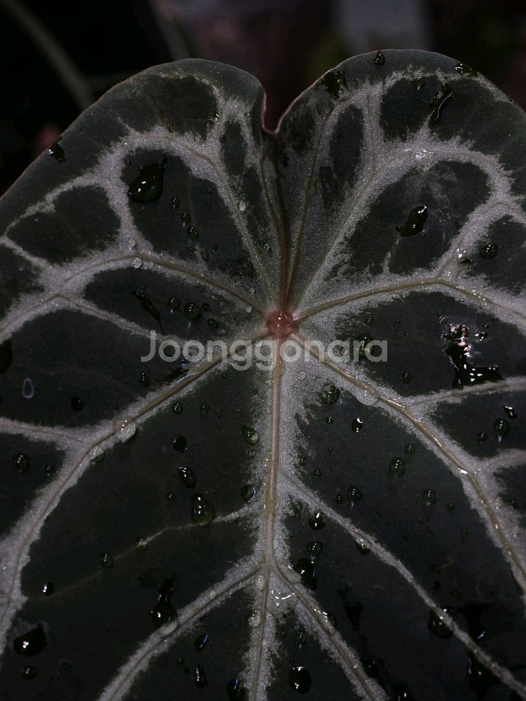 안스리움 블루크리스탈리넘--3