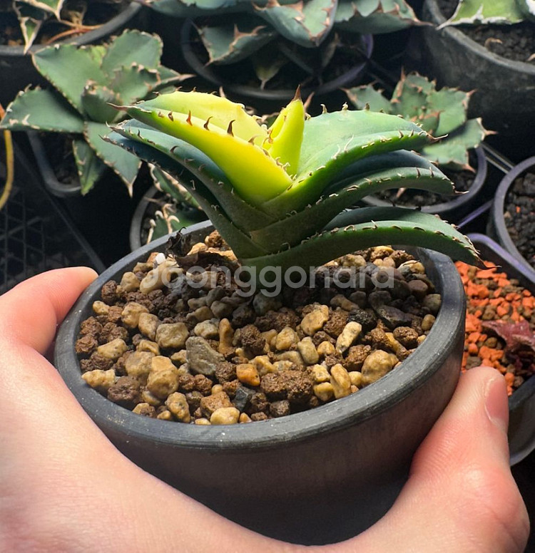 아가베 오테로이 솔라 이클립스 자구--0