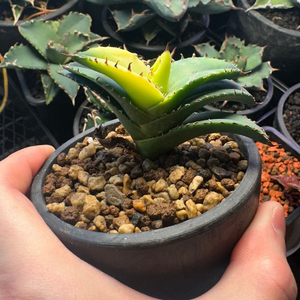 아가베 오테로이 솔라 이클립스 자구