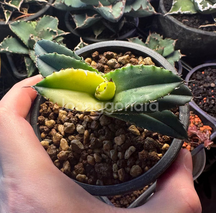 아가베 오테로이 솔라 이클립스 자구--1