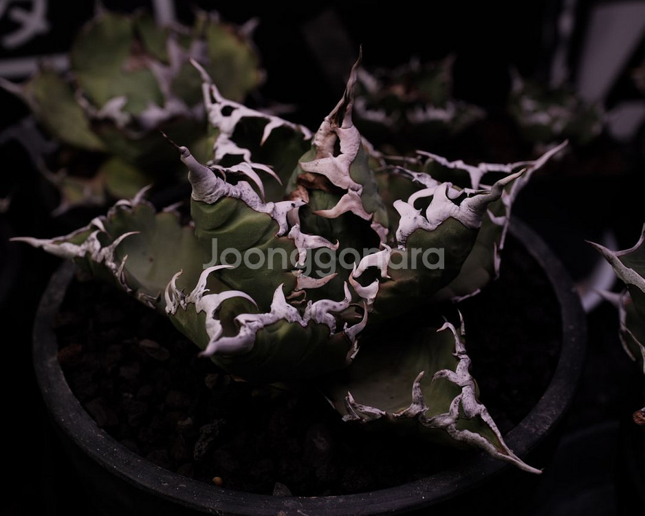 아가베 오테로이 솔라 이클립스 자구--2