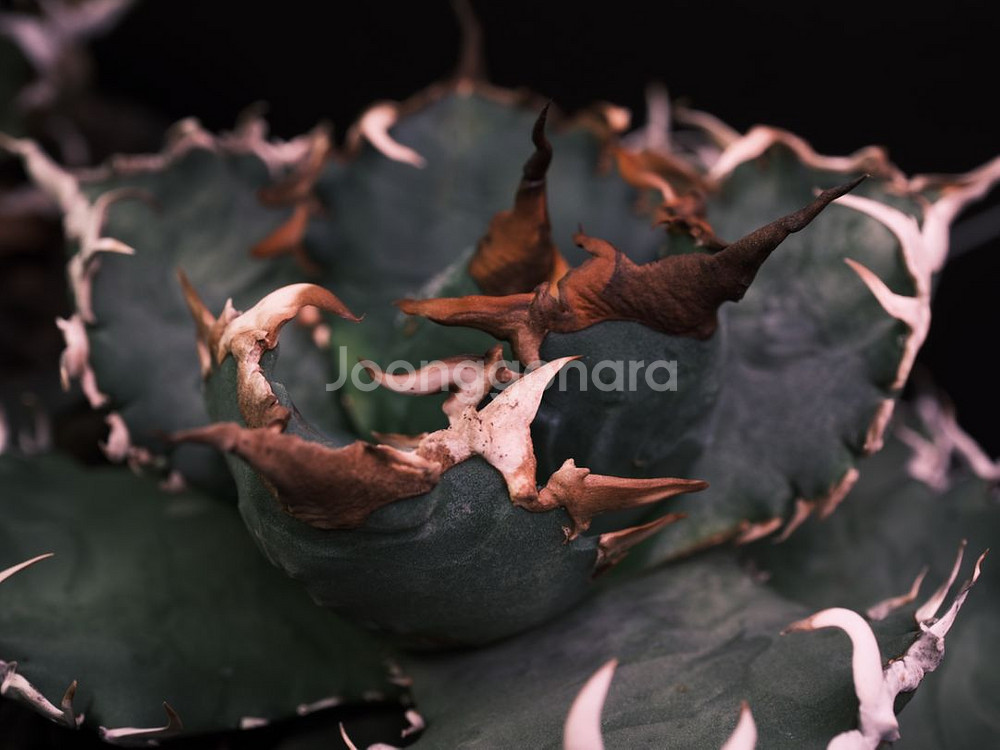 아가베 오테로이 솔라 이클립스 자구--3