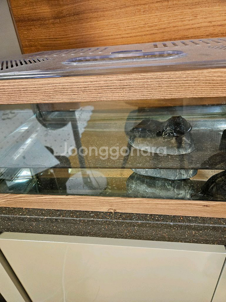 커먼머스크거북이--0