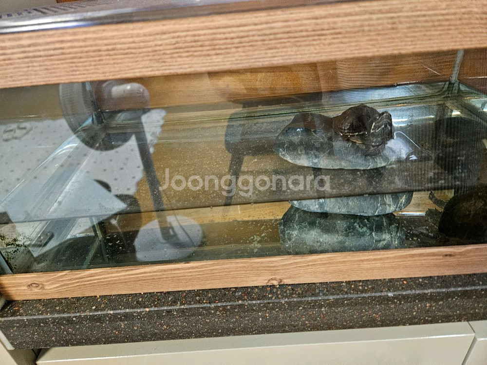커먼머스크거북이--1
