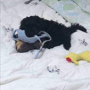 카바푸 입양하실 분 있으실까요? ^^