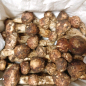 자연산 송이버섯 이미지