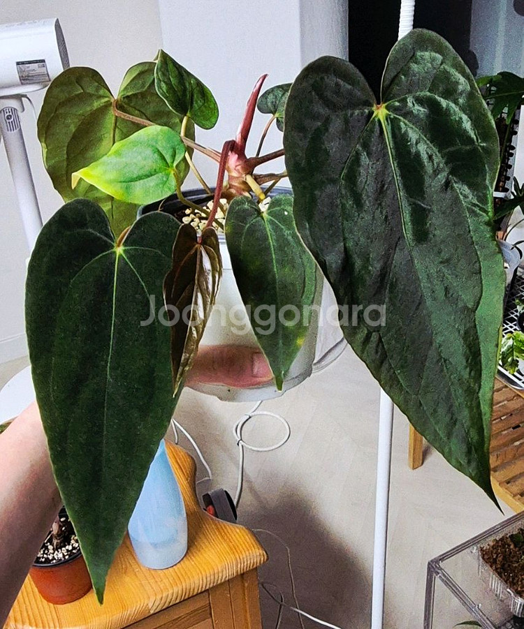 (가격내림)안스리움 RVDPx칼라블랙키드레스러리--2