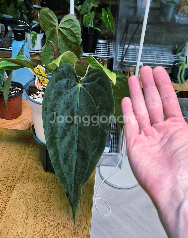 (가격내림)안스리움 RVDPx칼라블랙키드레스러리--3