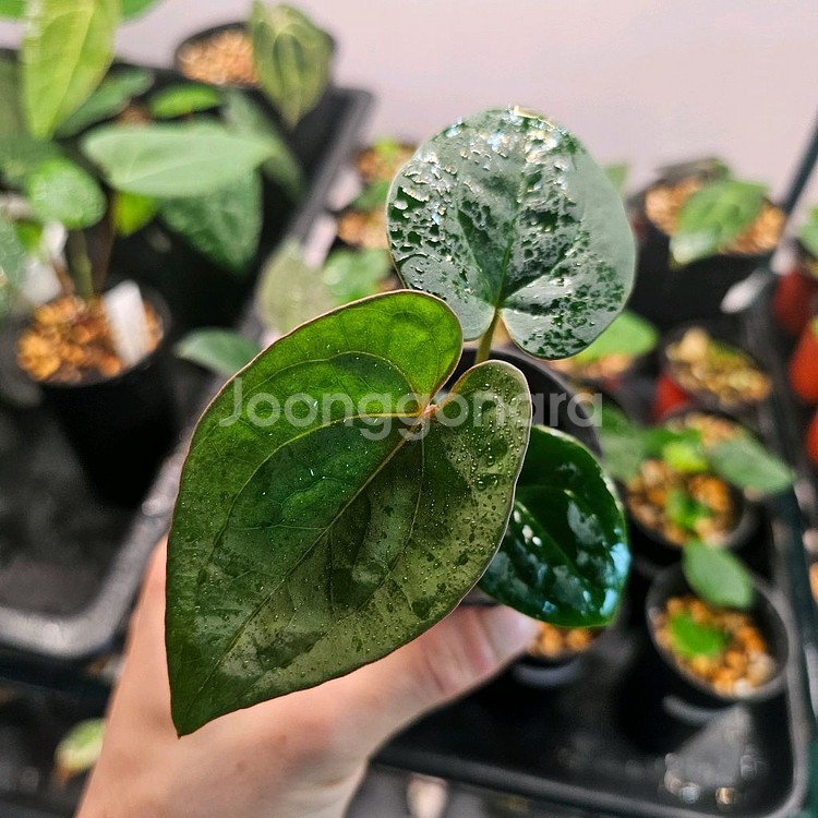 안스리움 King Of Spades x RVDP 킹오스--0