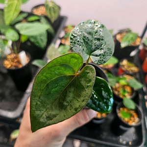 안스리움 King Of Spades x RVDP 킹오스