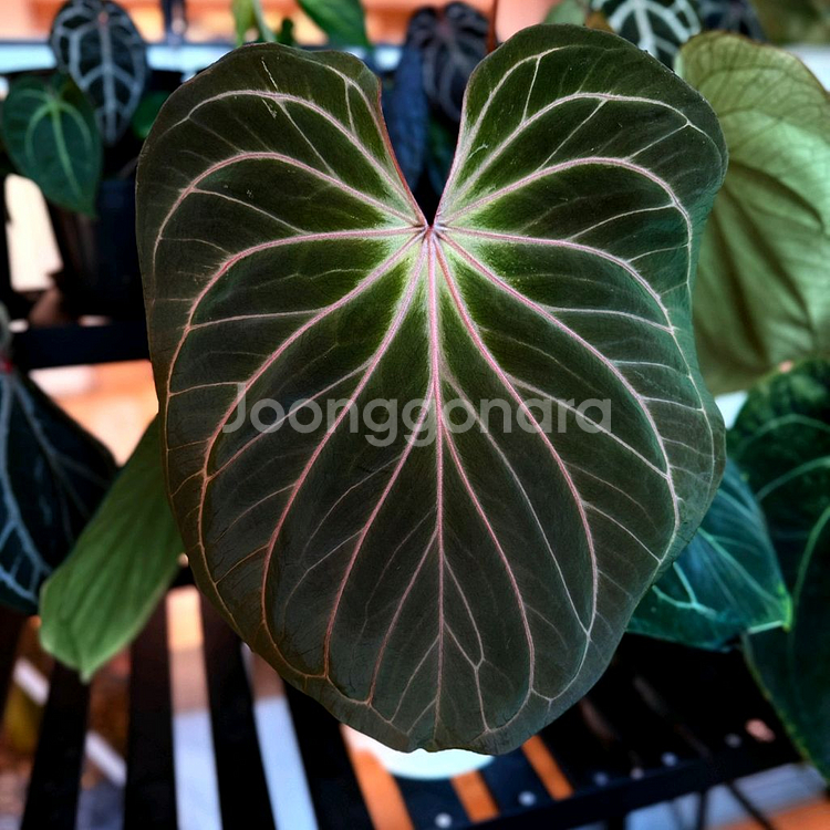 안스리움 King Of Spades x RVDP 킹오스--1