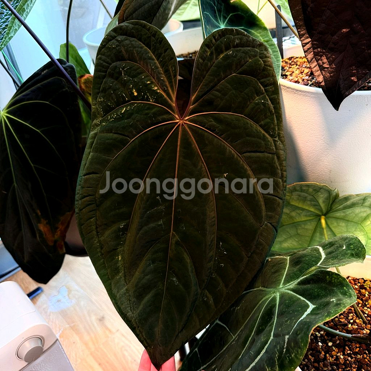 안스리움 King Of Spades x RVDP 킹오스--2