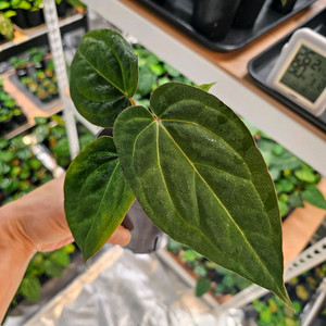 안스리움 Pap.Legend x Michelle 미쉘