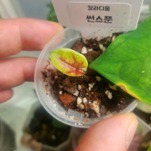 칼라디움 썬스푼