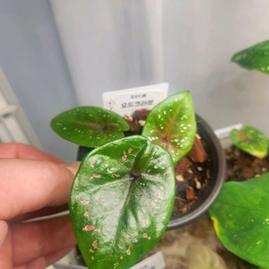 칼라디움 요드크라운