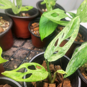 아단소니 민트바리에가타