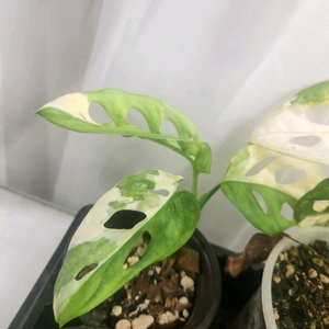 아단소니 바리에가타