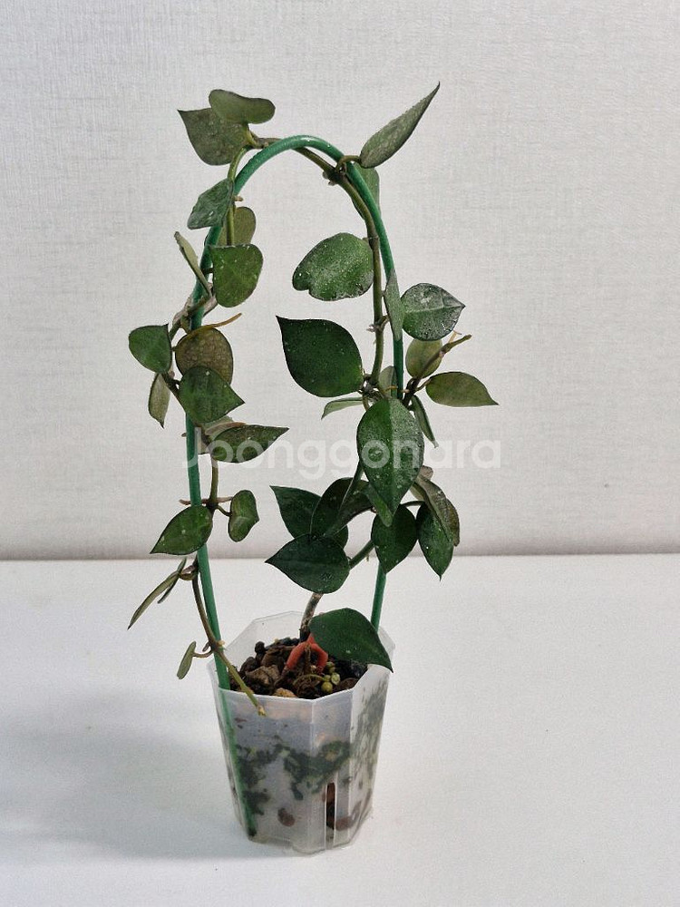 호야 크로니아나 그린--0