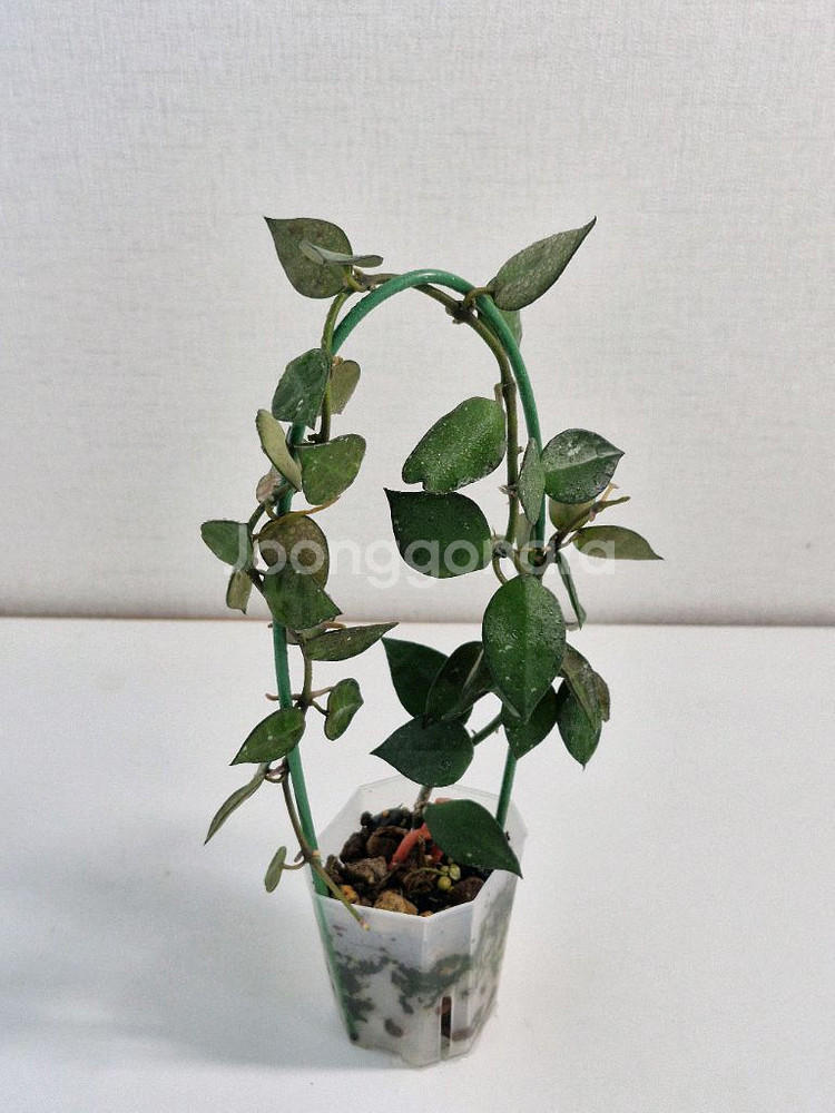 호야 크로니아나 그린--2