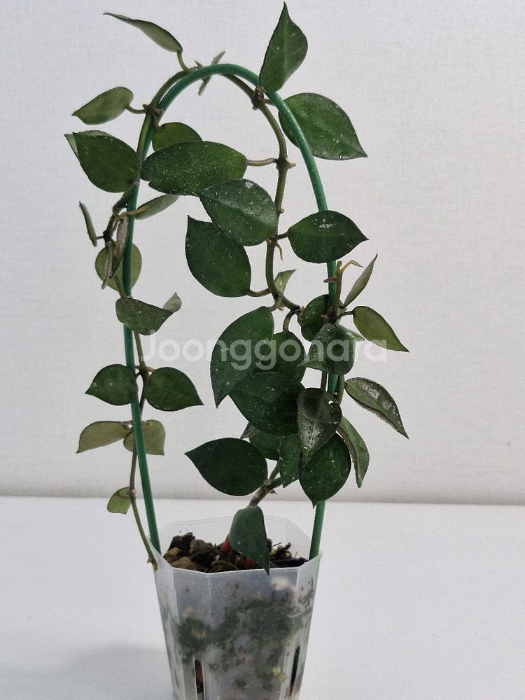 호야 크로니아나 그린--1