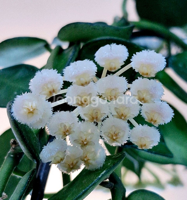 호야 크로니아나 그린--5