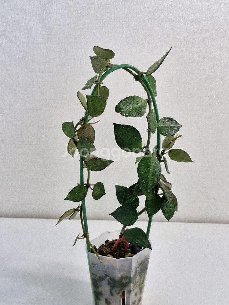 호야 크로니아나 그린--4