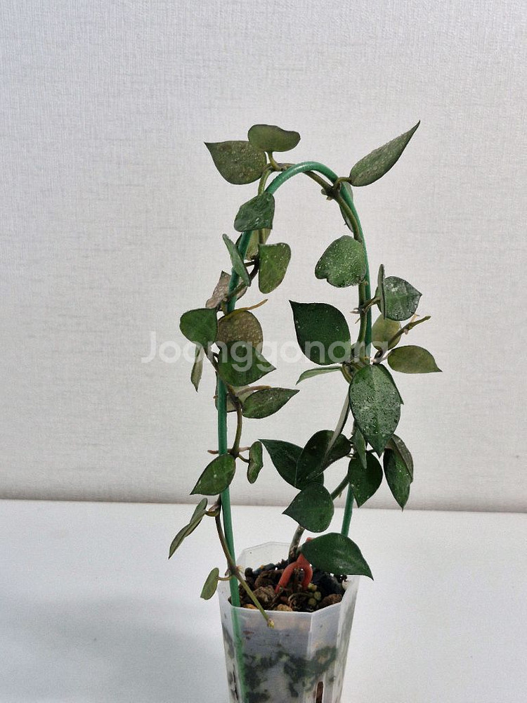 호야 크로니아나 그린--3