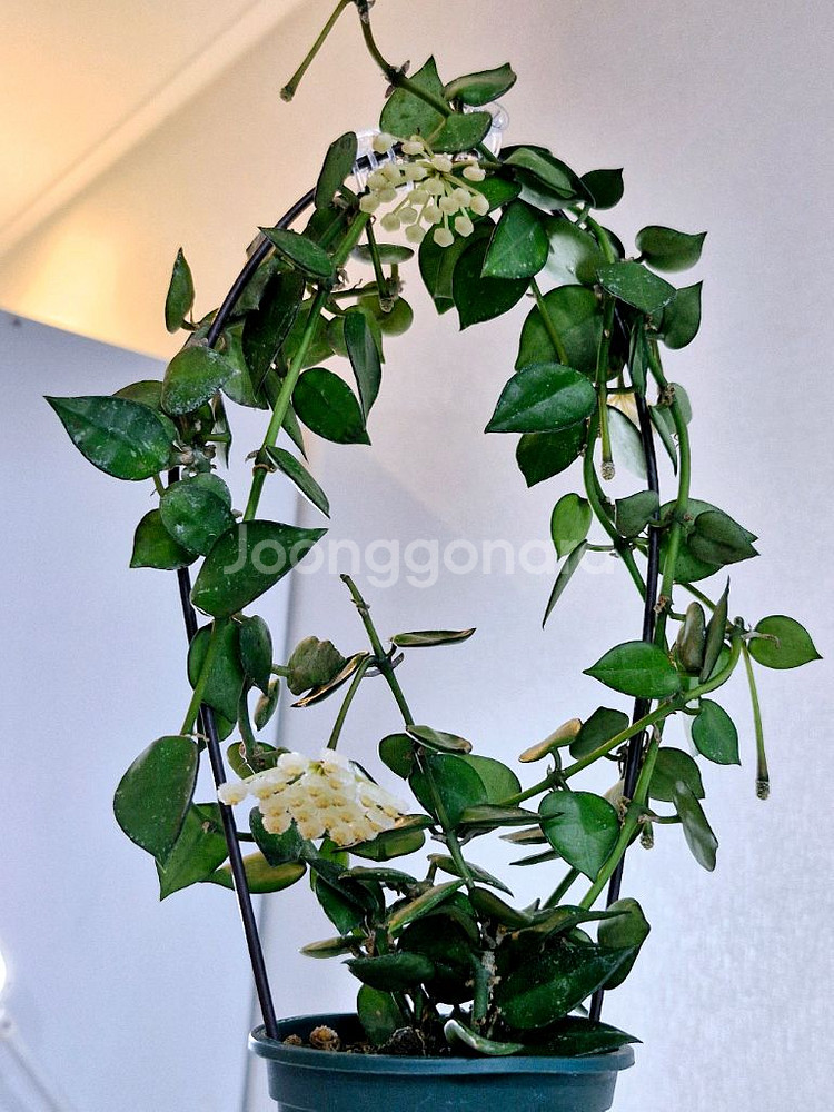 호야 크로니아나 그린--6