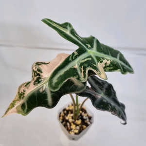 알로카시아 노빌리스 화이트핑크 바리에거타