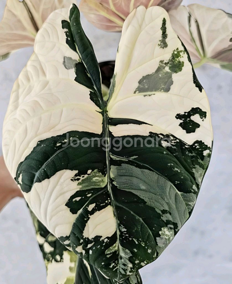알로카시아 마하라니 알보 바리에가타 S급--4